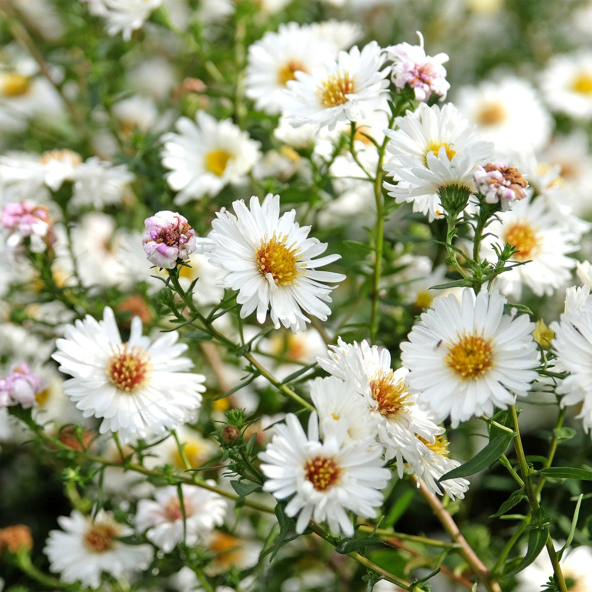 Herbst-Aster ‘White Lady’ - Bakker