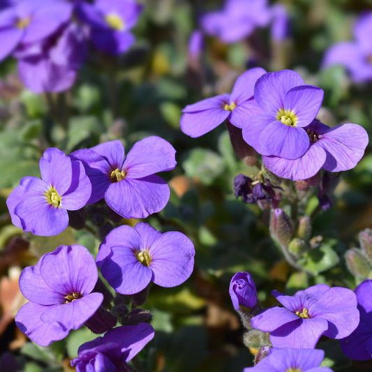 Blaukissen ‘Cascade Purple’ - Bakker