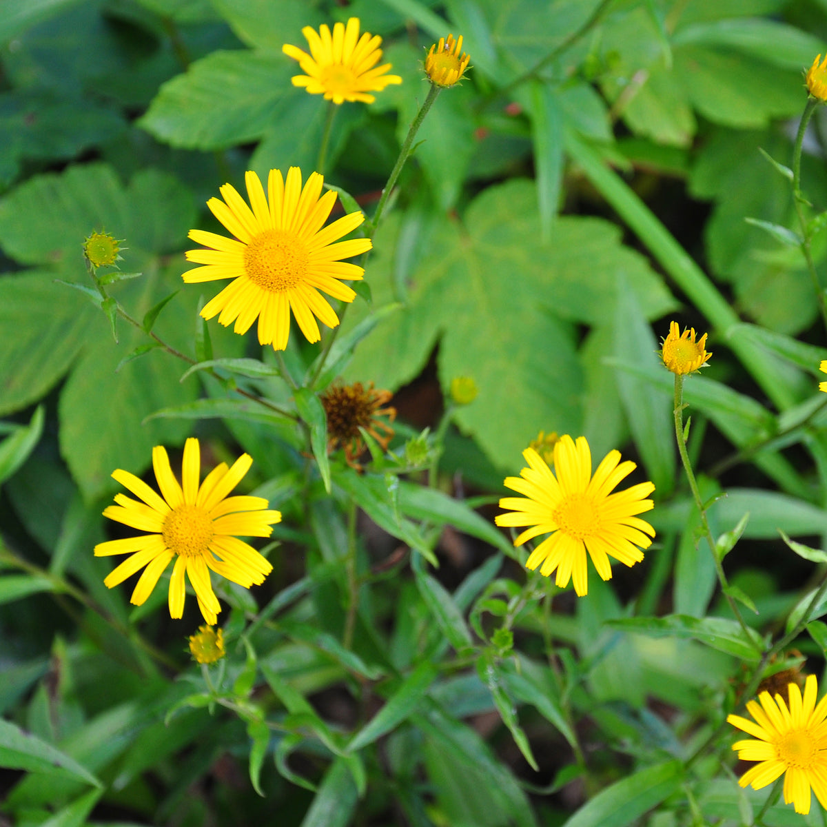 Buphthalmum salicifolium - Goldmargerite - Stauden