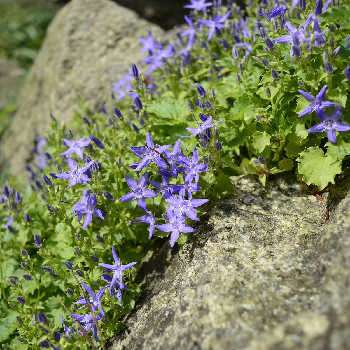 Glockenblume - Bakker