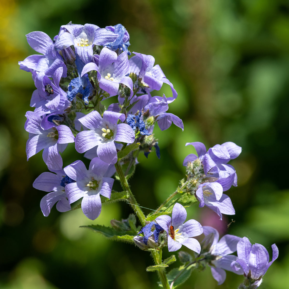 Milchige Glockenblume Prichards Variety - Campanula lactiflora Prichard's Variety - Bakker