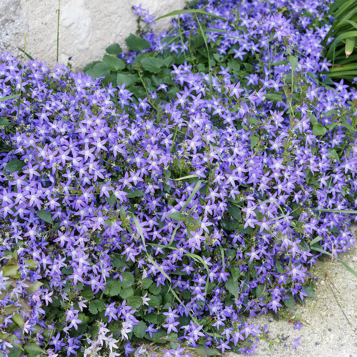 Hängepolster-Glockenblume - Bakker