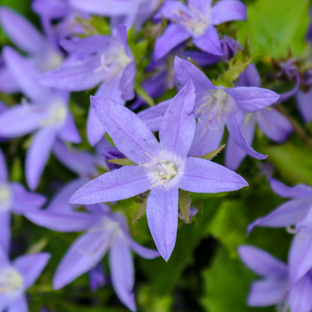 Hängepolster-Glockenblume Stella - Campanula poscharskyana Stella - Bakker