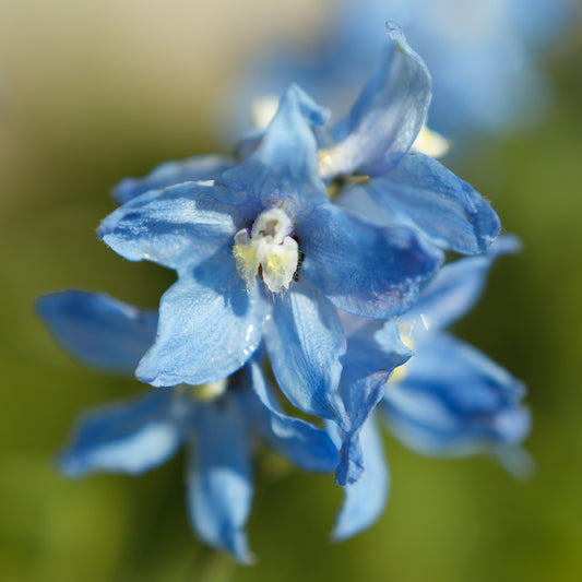 Verzweigter Rittersporn 'Cliveden Beauty' - Bakker