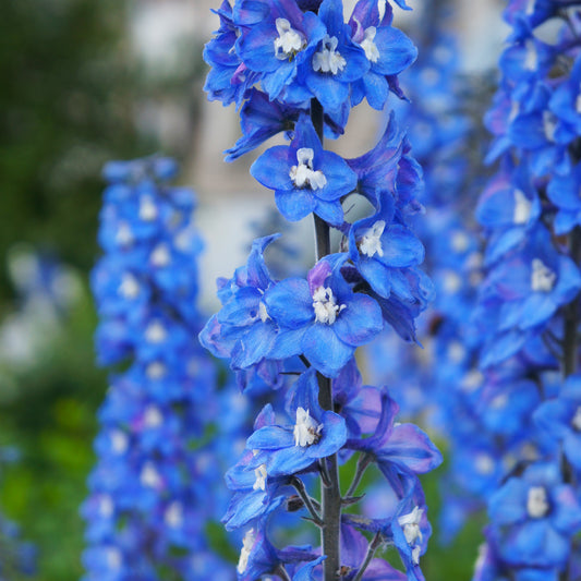 Rittersporn ‘Blue Bird’ - Bakker