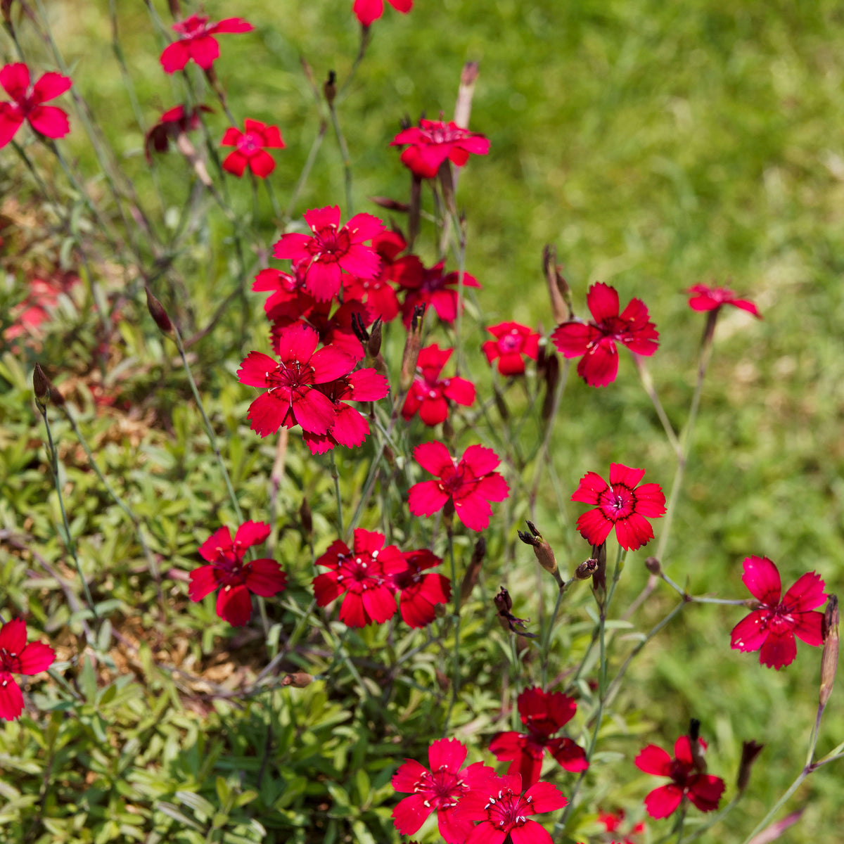Heide-Nelke 'Flashing Light' - Dianthus deltoides flashing light - Bakker