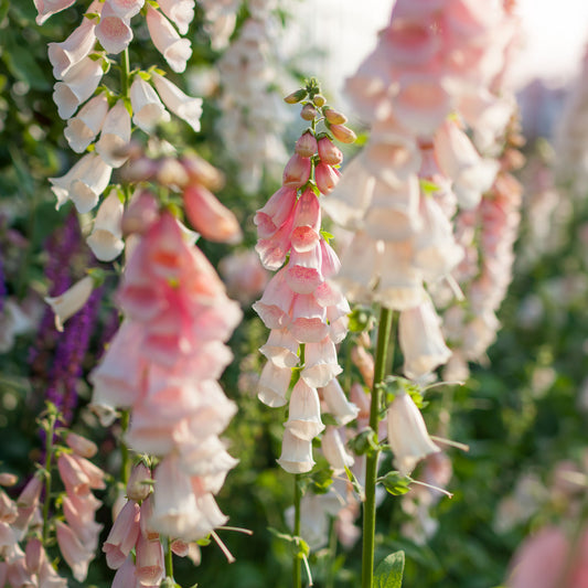 Fingerhut 'Suttons Apricot' - Bakker