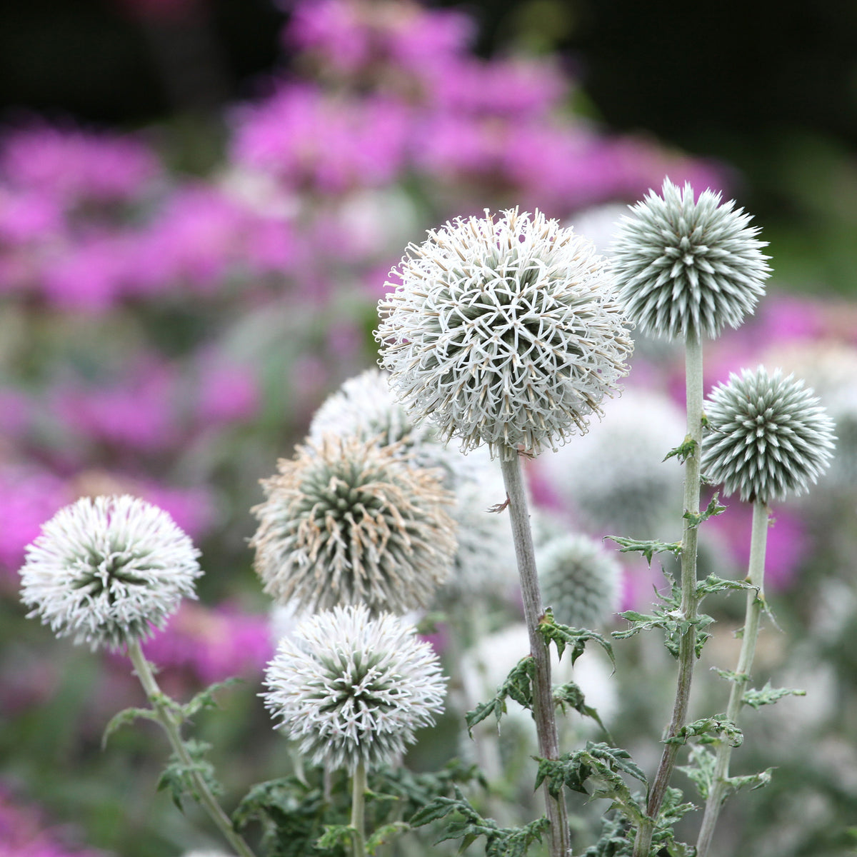 Echinops bannaticus star frost - Kugeldistel Star Frost - Stauden