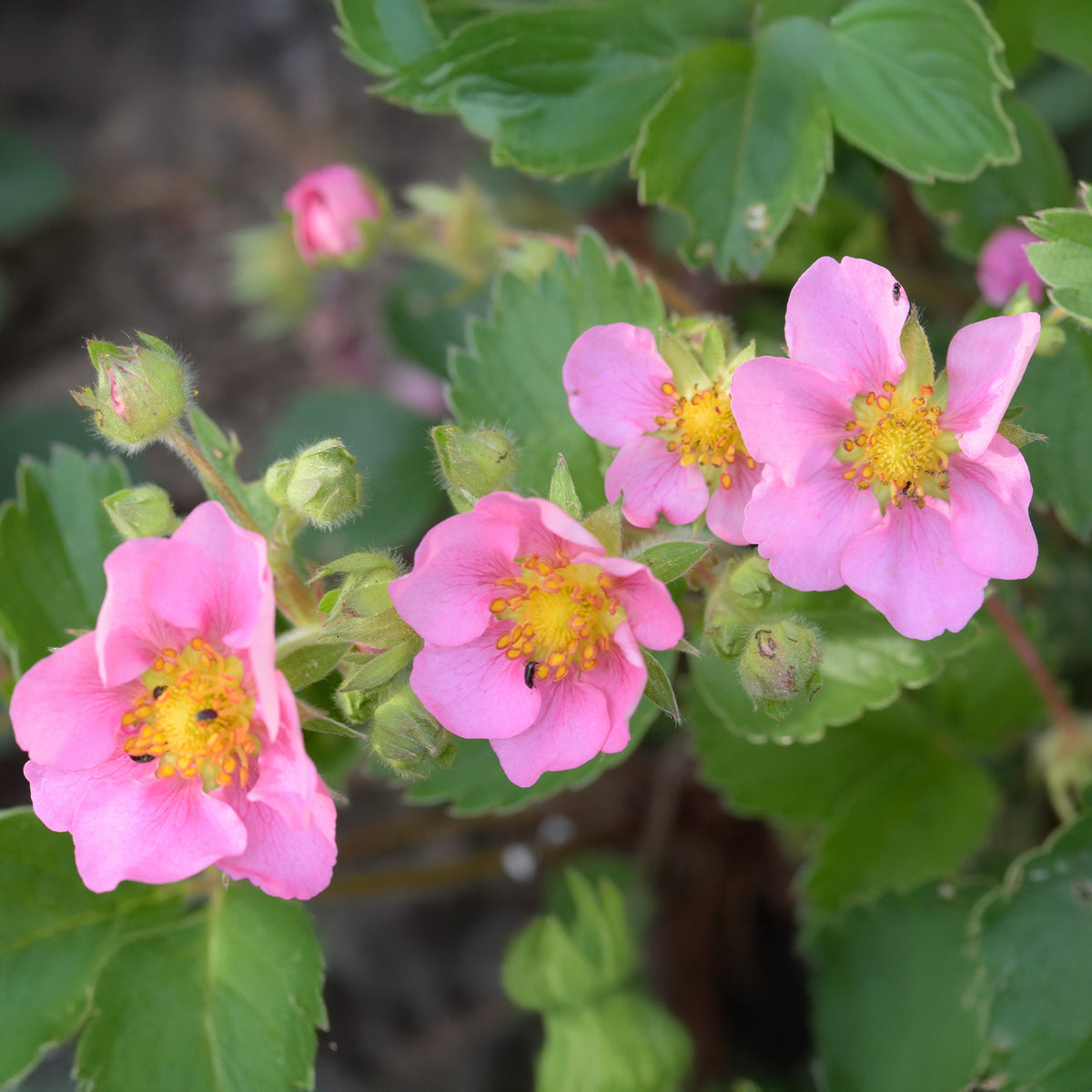 Verkauf Zier-Erdbeere 'Pink Panda' - Fragaria comarum Pink Panda