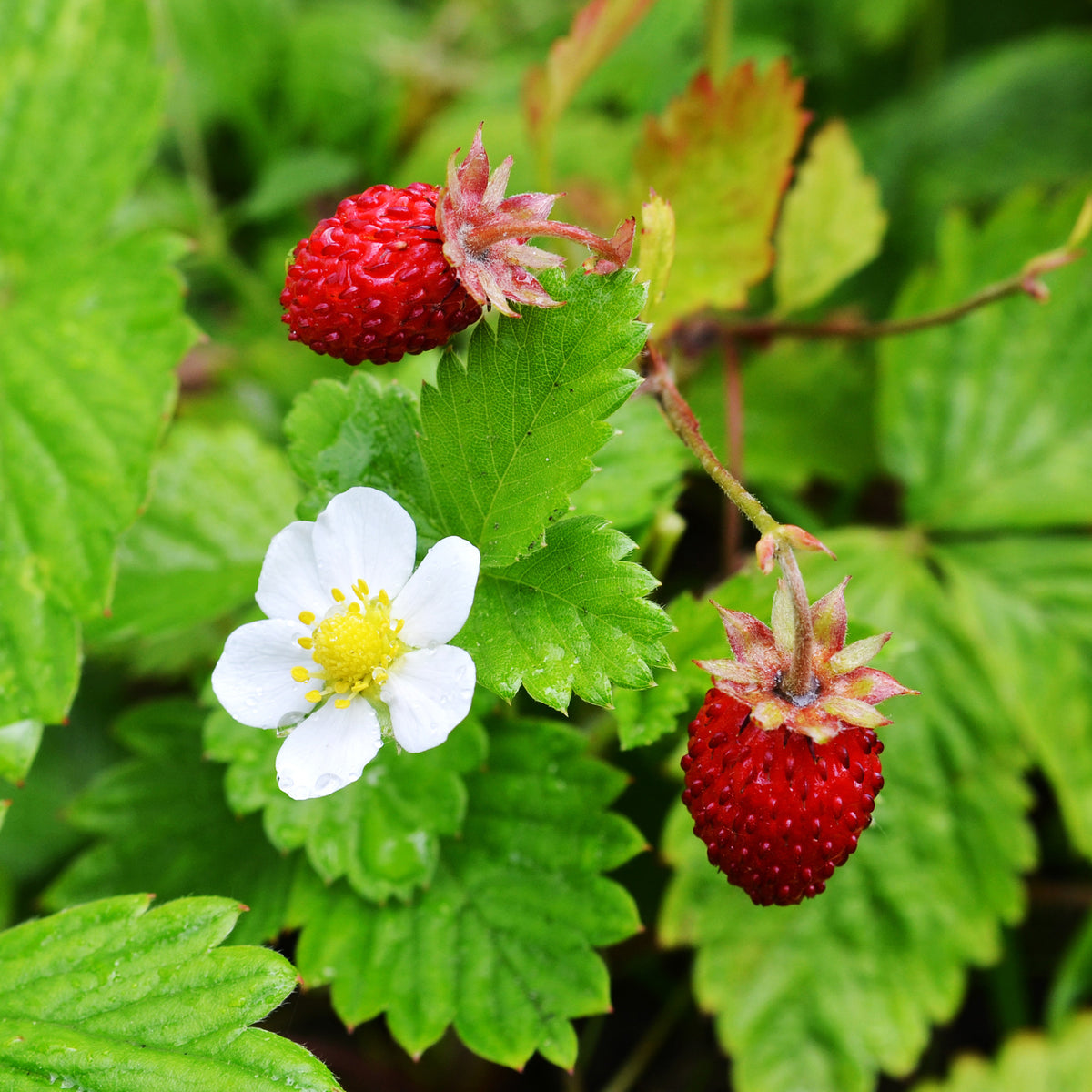 Wald-Erdbeere - Bakker