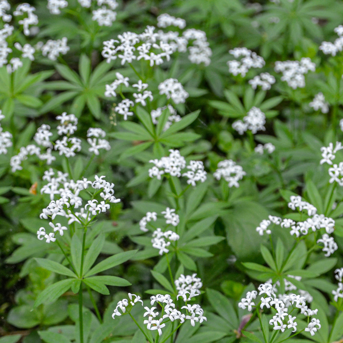 Waldmeister - Galium odoratum - Bakker
