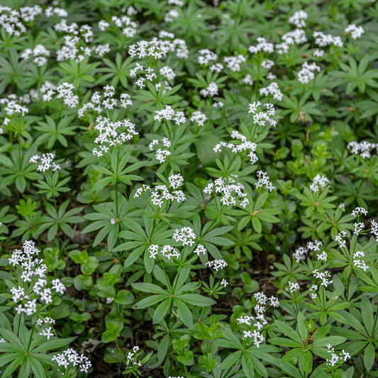 Waldmeister - Bakker