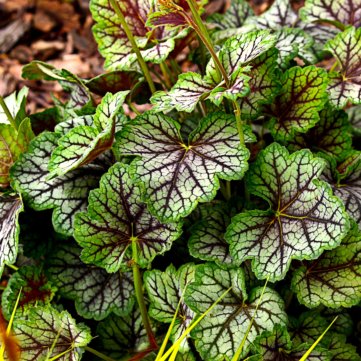 Purpurglöckchen 'Green Spice' - Bakker