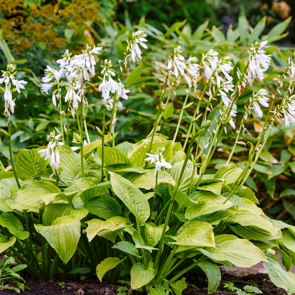Hosta hybride royal standard - Hosta Royal Standard - Hosta - Funkie