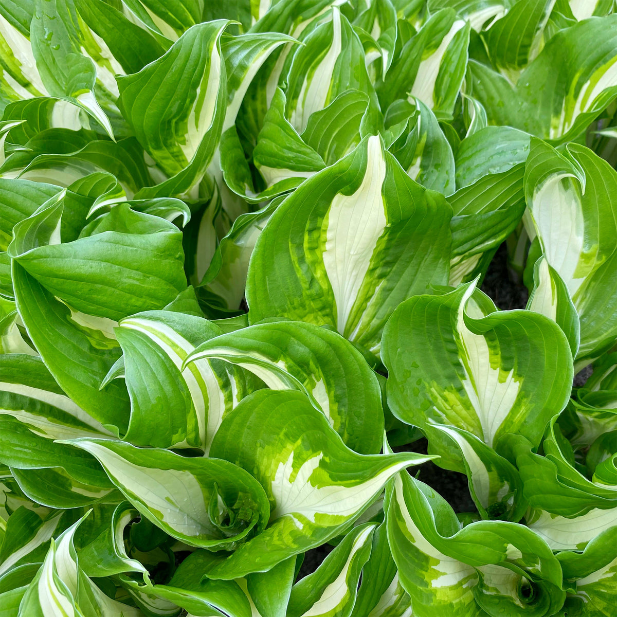 Hosta undulata mediovariegata - Hosta mit gewellten Blättern Mediovariegata - Hosta - Funkie