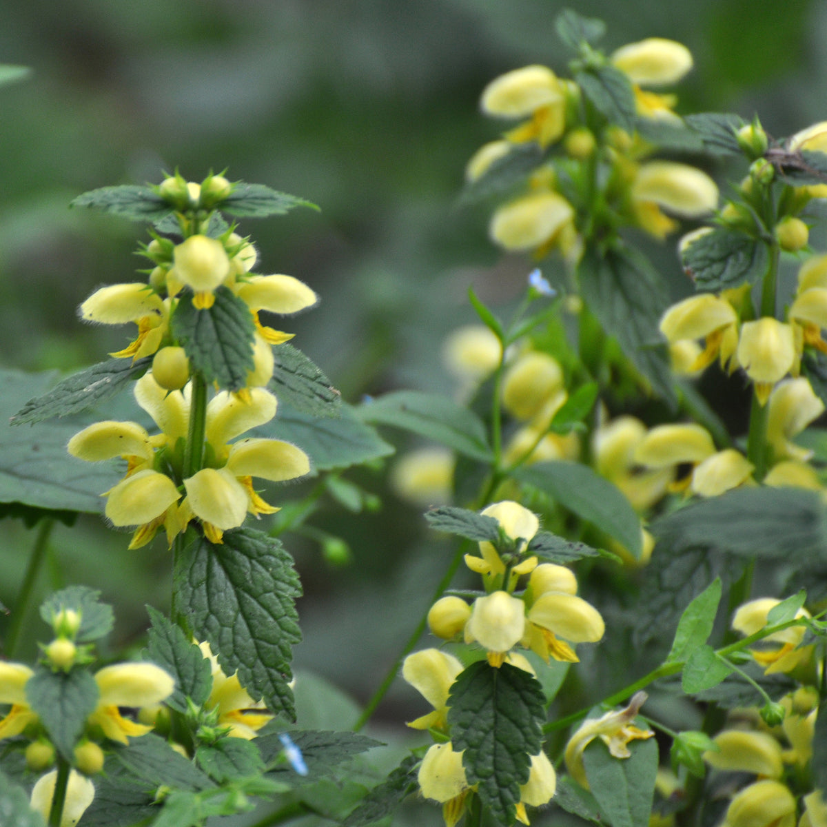 Goldnessel 'Florentinum' - Bakker