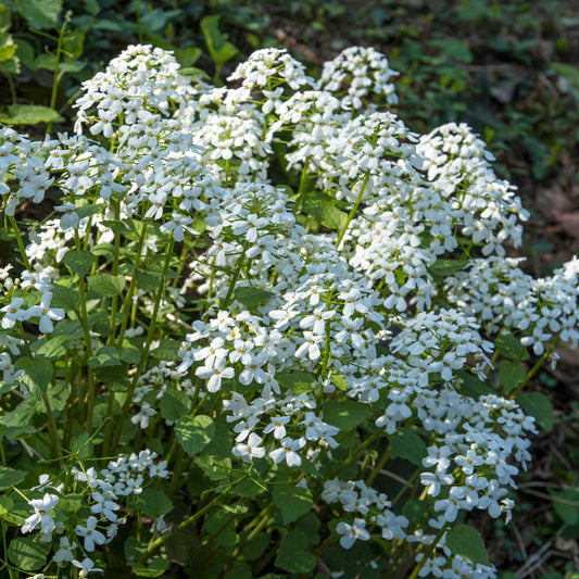 Einjähriges Silberblatt 'Albiflora' - Bakker