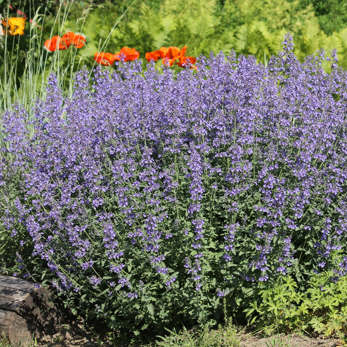 Blühende Stauden - 5 Stauden für ein sonniges Beet - Deschampsia cespitosa, Gaura lindheimeri, Nepeta faassenii, Perovskia atriplicifolia, Echinacea pallida