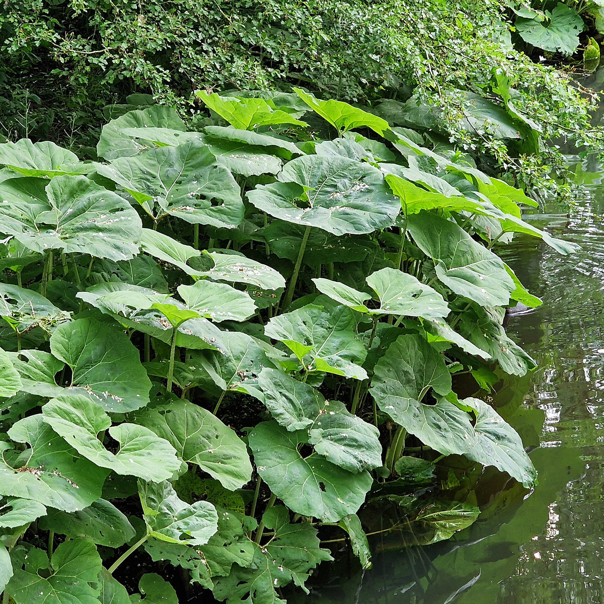 Große Pestwurz - Bakker