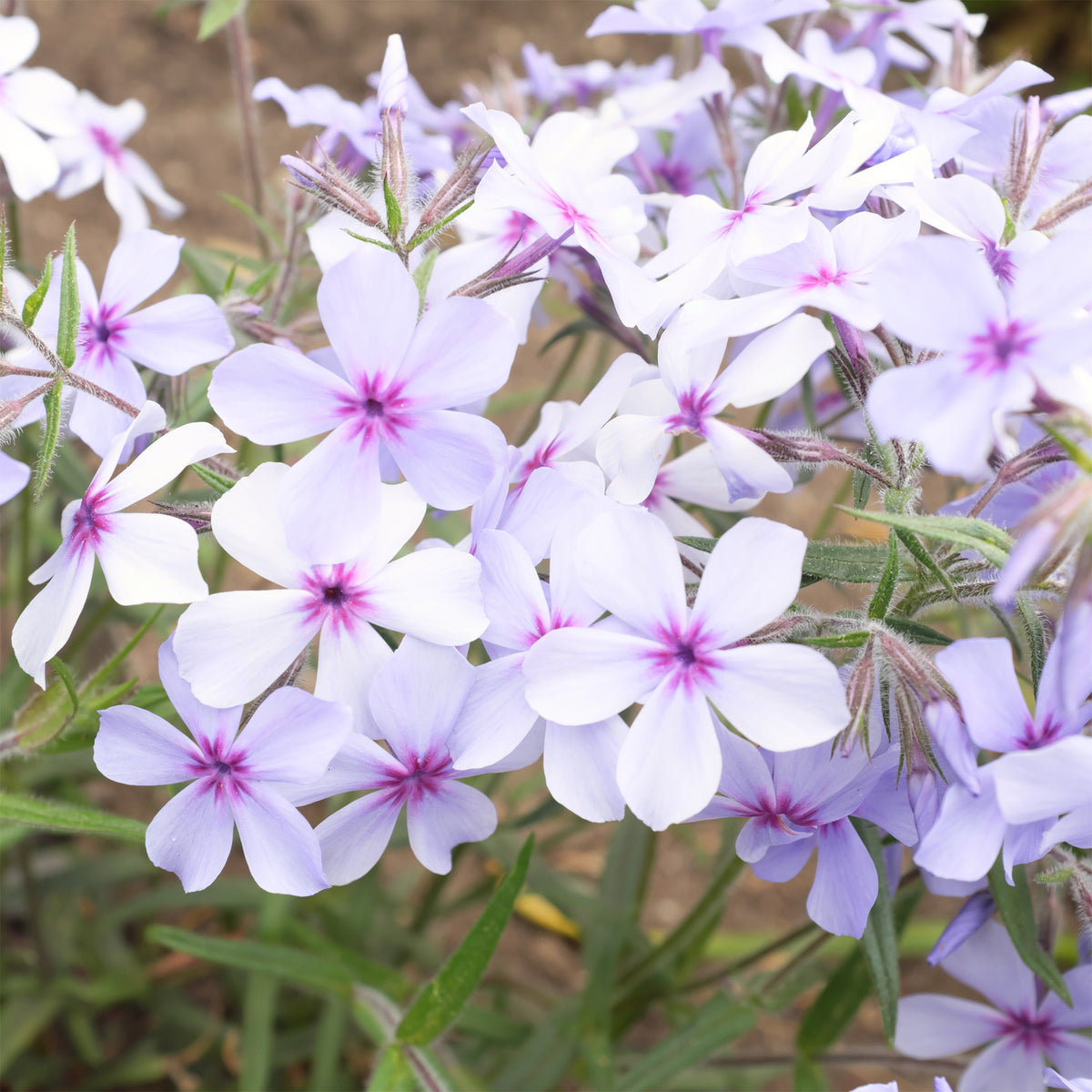 Phlox divaricata chattahoochee - Wald-Phlox ‘Chattahoochee’ - Phlox