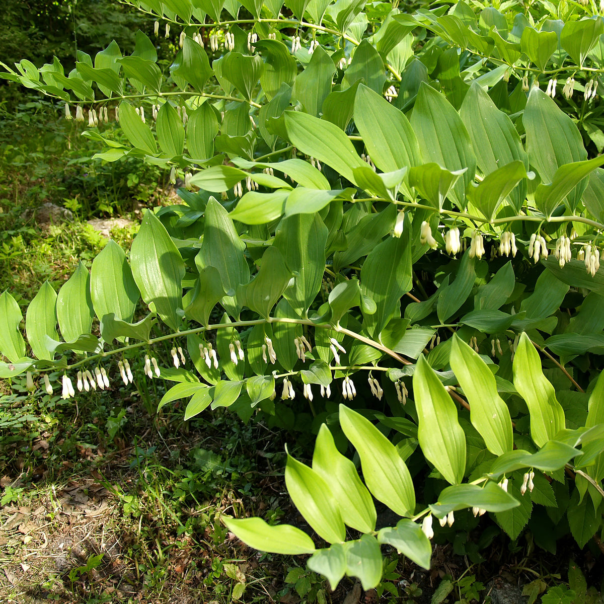 Salomonssiegel - Polygonatum multiflorum - Bakker