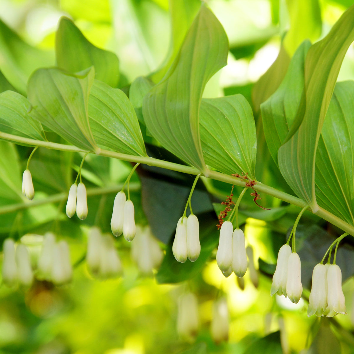 Stauden - Salomonssiegel - Polygonatum multiflorum