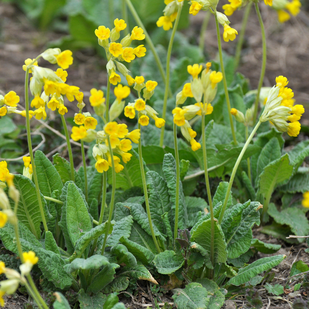 Apotheker-Schlüsselblume - Stauden - Bakker
