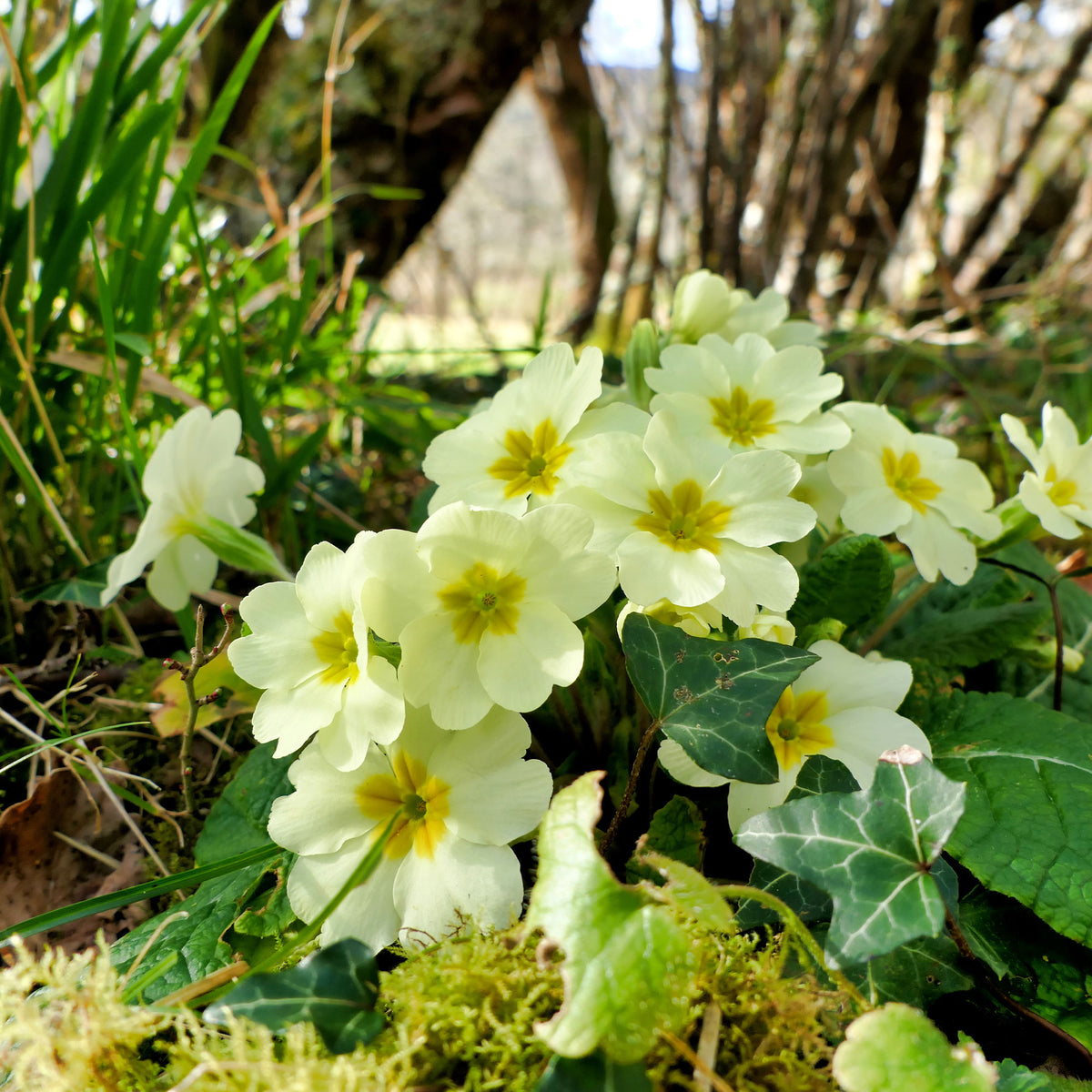 Gartenprimel - Bakker