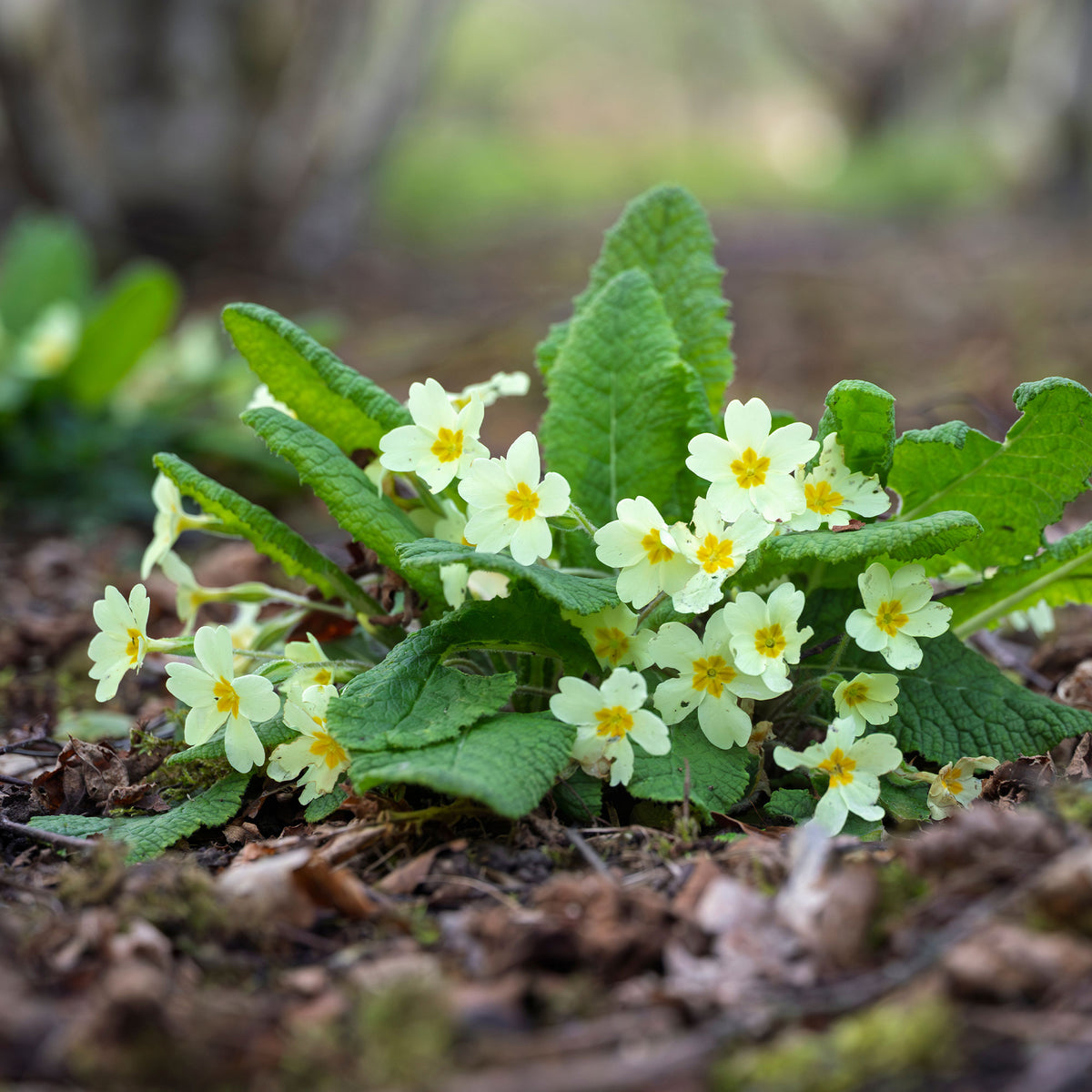 Gartenprimel - Primula vulgaris - Bakker