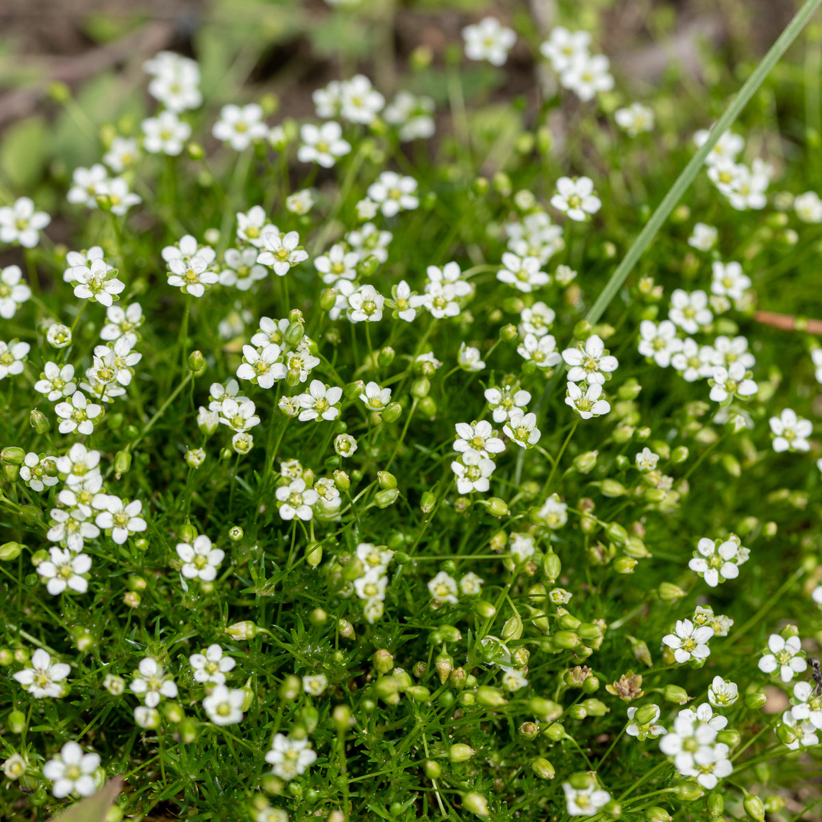 Verkauf Sternmoos - Sagina subulata