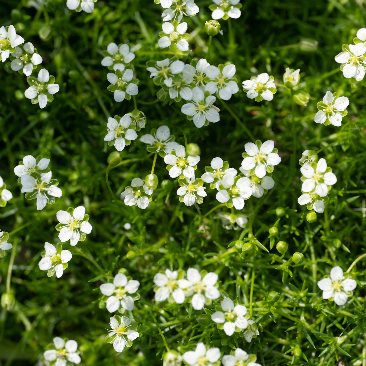 Sagina subulata - Sternmoos - Bodendecker