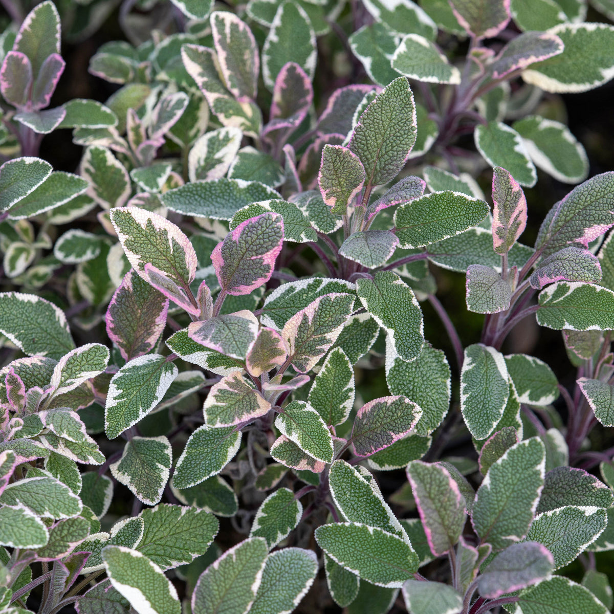 Dreifarbiger Garten-Salbei - Bakker
