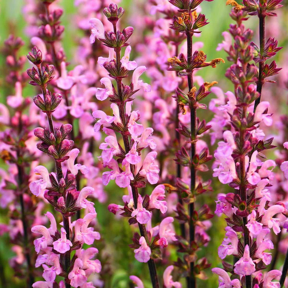 Wiesensalbei Rose Rhapsody - Bakker
