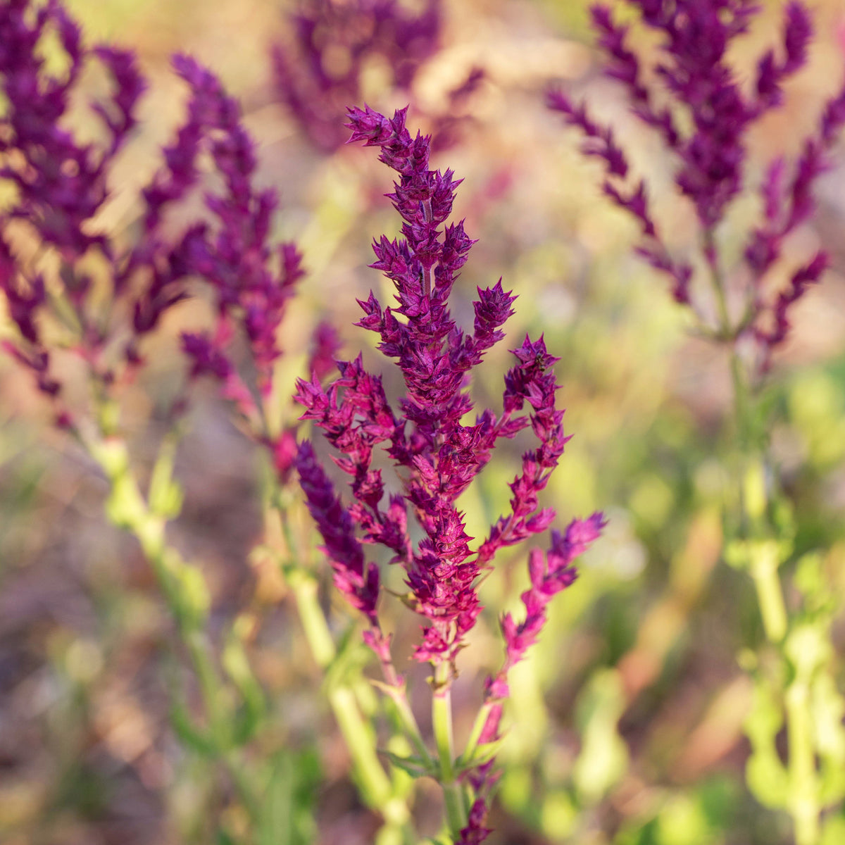 Steppensalbei Schwellenburg - Salvia nemorosa Schwellenburg - Bakker