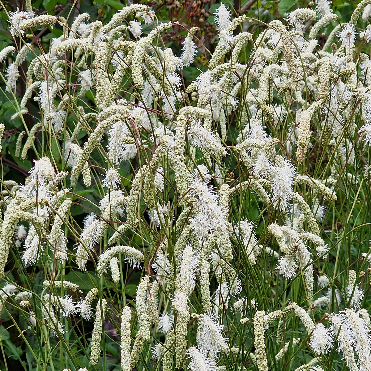 Wiesenknopf Alba - Bakker