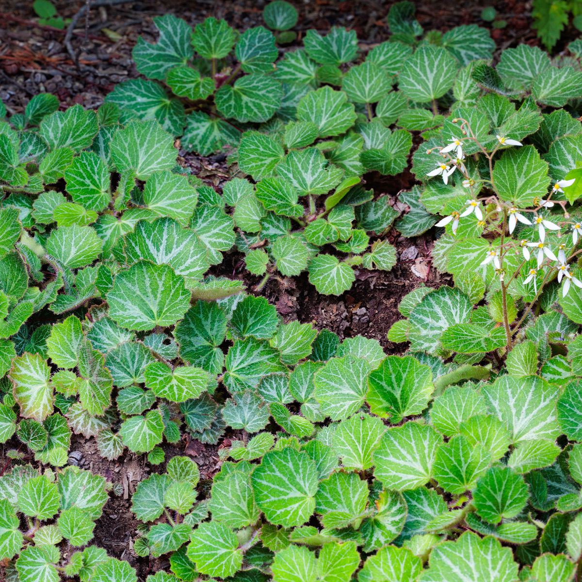 Saxifraga stolonifera cuscutiformis - Ausläuferbildender Steinbrech Cuscutiformis - Saxifraga