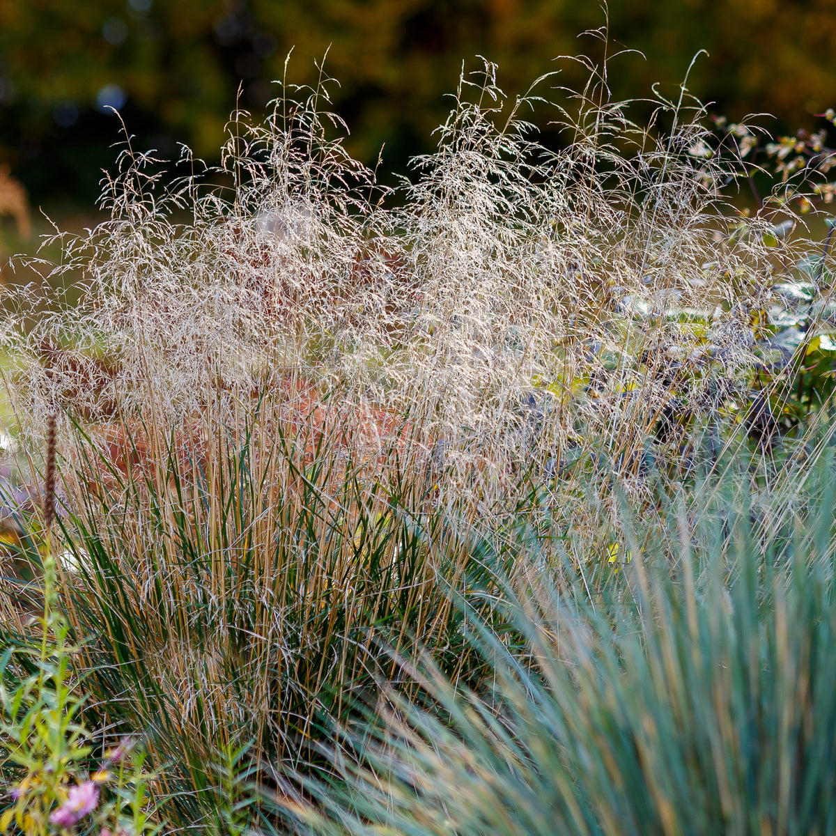 Verkauf Rasen-Schmiele - Deschampsia cespitosa