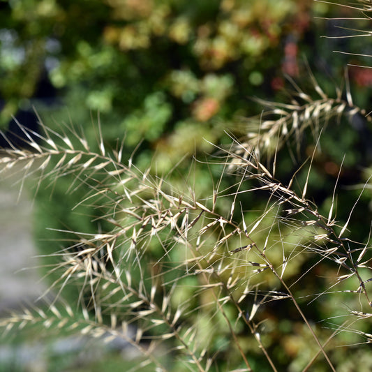 Borstgras ‘Hystrix patula’ - Bakker