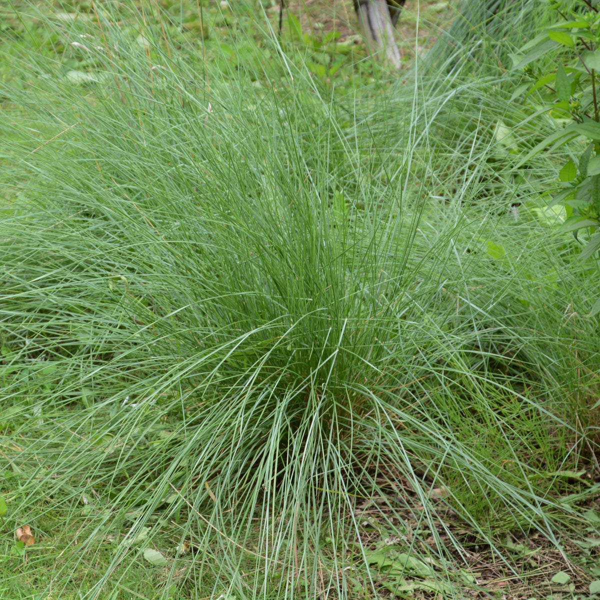 Amerikanisches Hirschgras - Muhlenbergia rigens - Bakker
