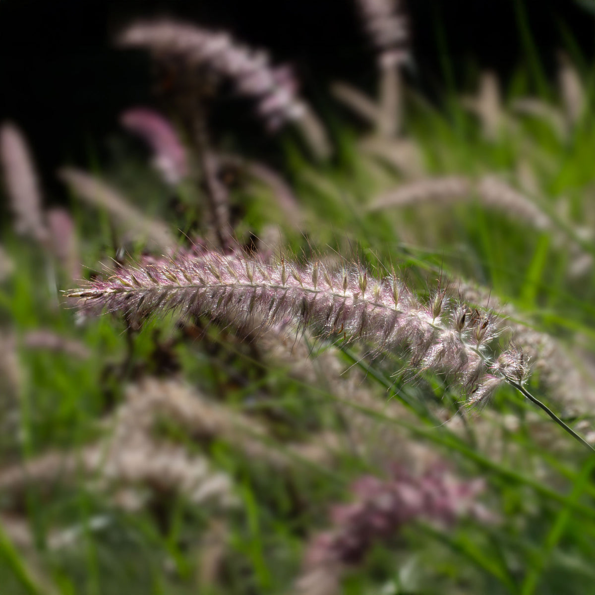 Lampenputzergras Karley Rose - Pennisetum orientale Karley Rose ® - Bakker