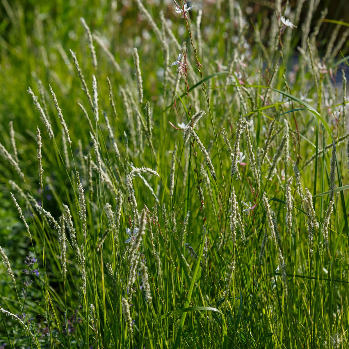 Stauden - 5 Stauden für eine Blumenwiese - Panicum virgatum,Sesleria autumnalis, Allium sphaerocephalon,Veronicastrum virginicum, Sanguisorba officinalis