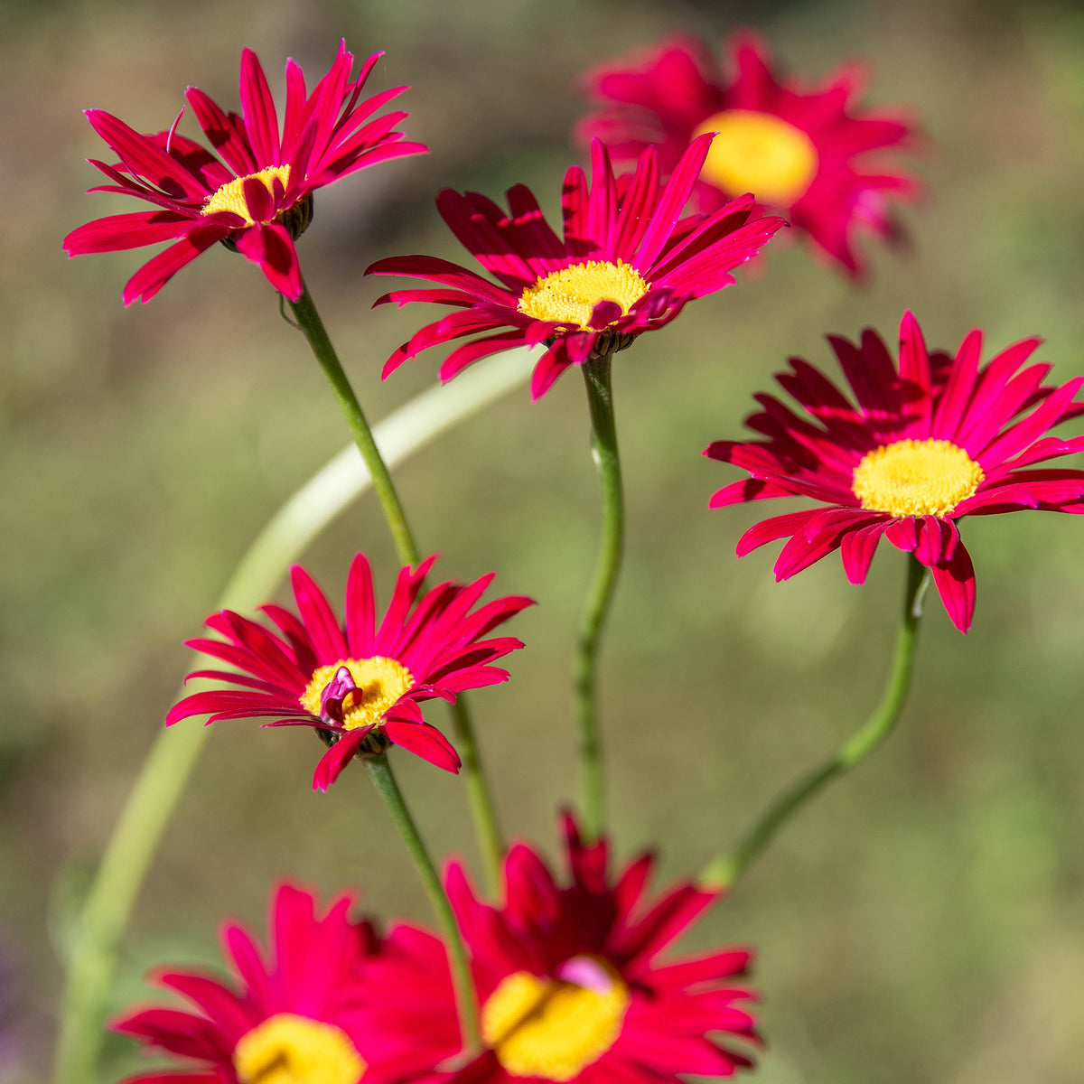 Bunte Margerite 'Robinsons Rot' - Tanacetum coccineum Robinson's Red - Bakker