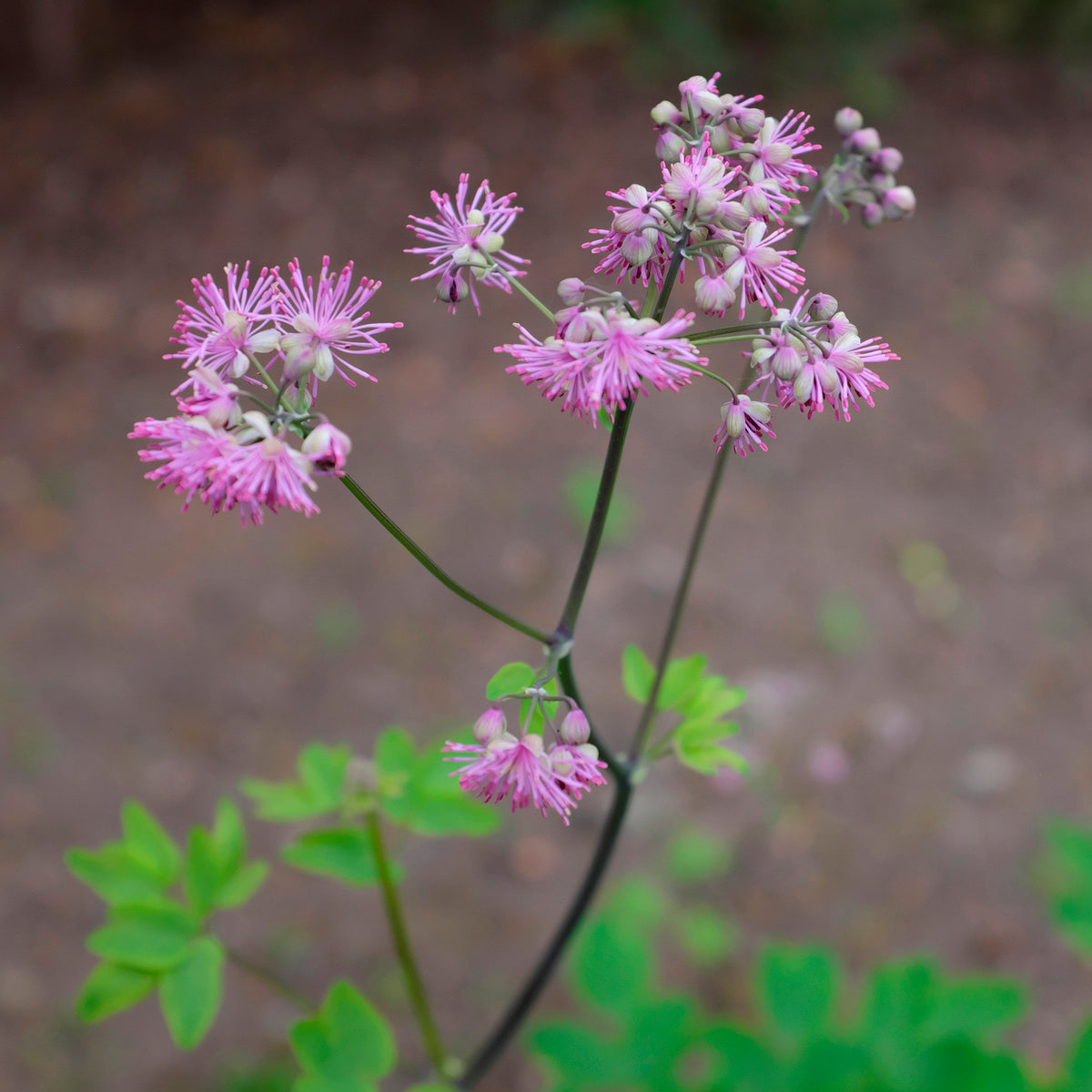 Wiesenraute - Akeleiblättrige Wiesenraute Black Stockings - Thalictrum black stockings