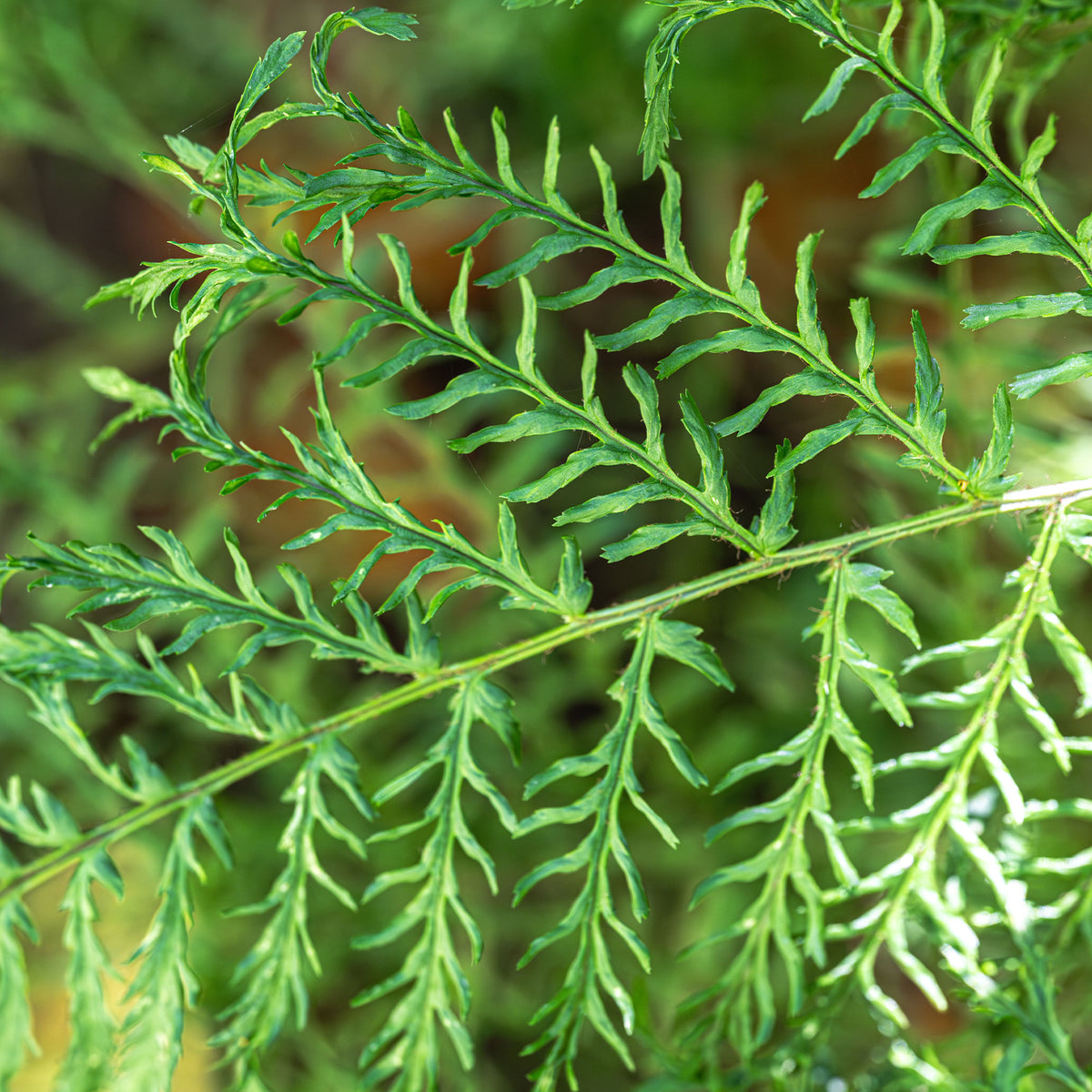 Männlicher Farn Linearis Polydactyla - Dryopteris filix-mas linearis polydactyla - Bakker