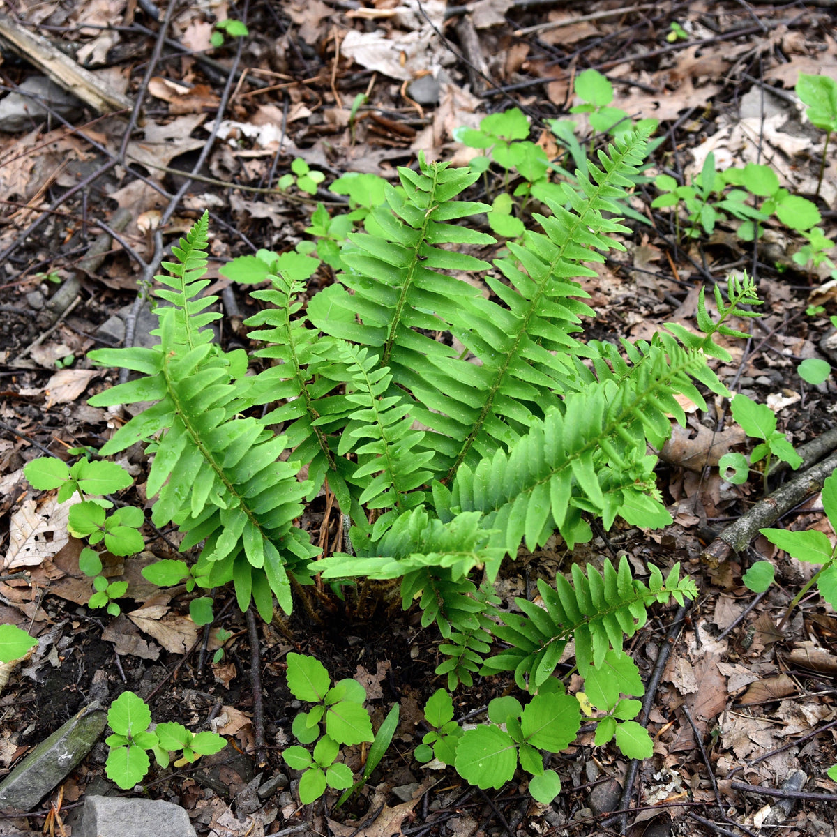 Weihnachtsfarn - Polystichum acrostichoides - Bakker