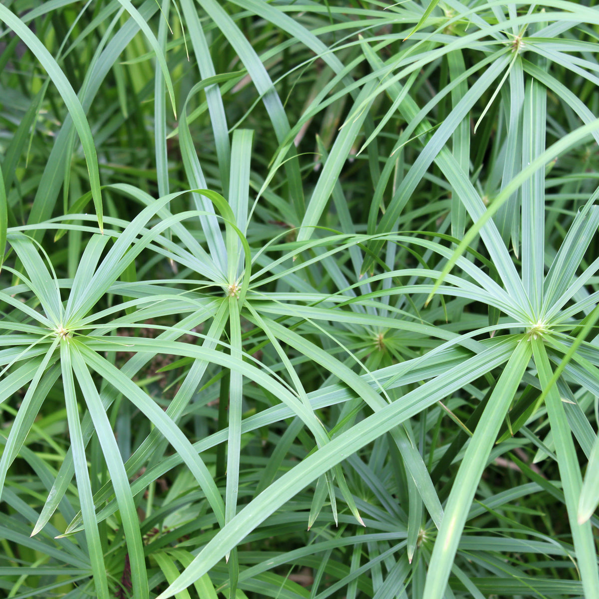 Cyperus longus - Wohlriechende Erdmandel - Gräser