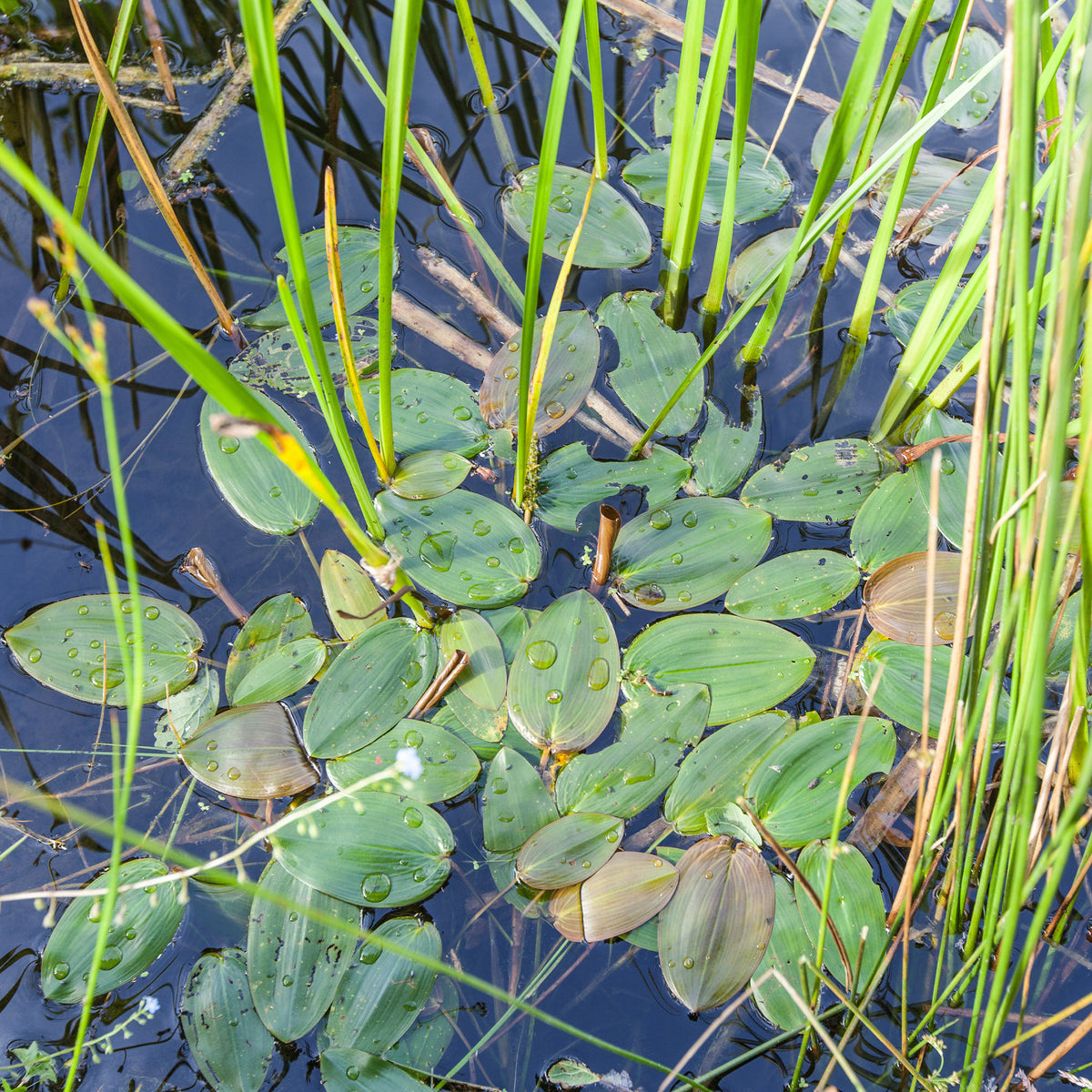 Schwimmendes Laichkraut - Potamogeton natans - Bakker