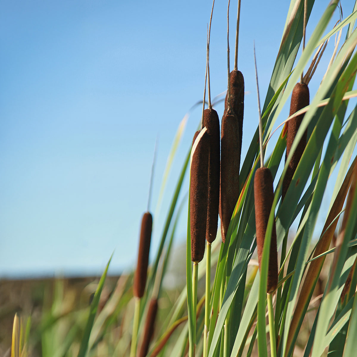 Schilfe - Breitblättriger Rohrkolben - Typha latifolia