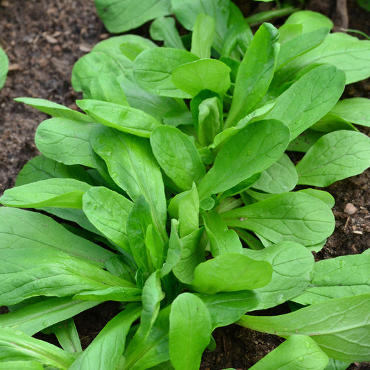 Feldsalat Bio - Bakker