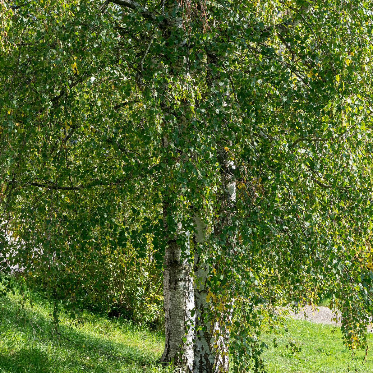 Verkauf Hänge-Birke